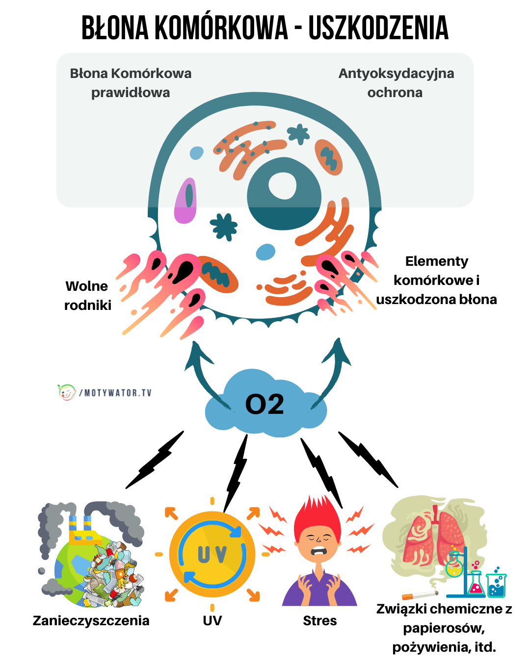 Błona komórkowa - uszkodzenia