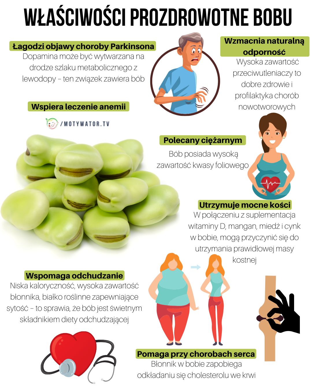 Właściwości prozdrowotne bobu