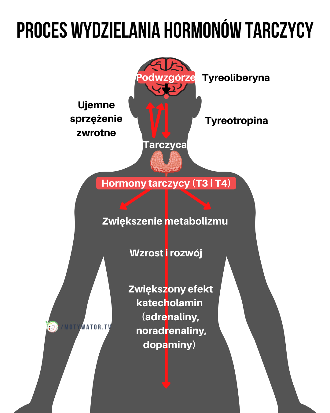 Proces wydzielania hormonów tarczycy
