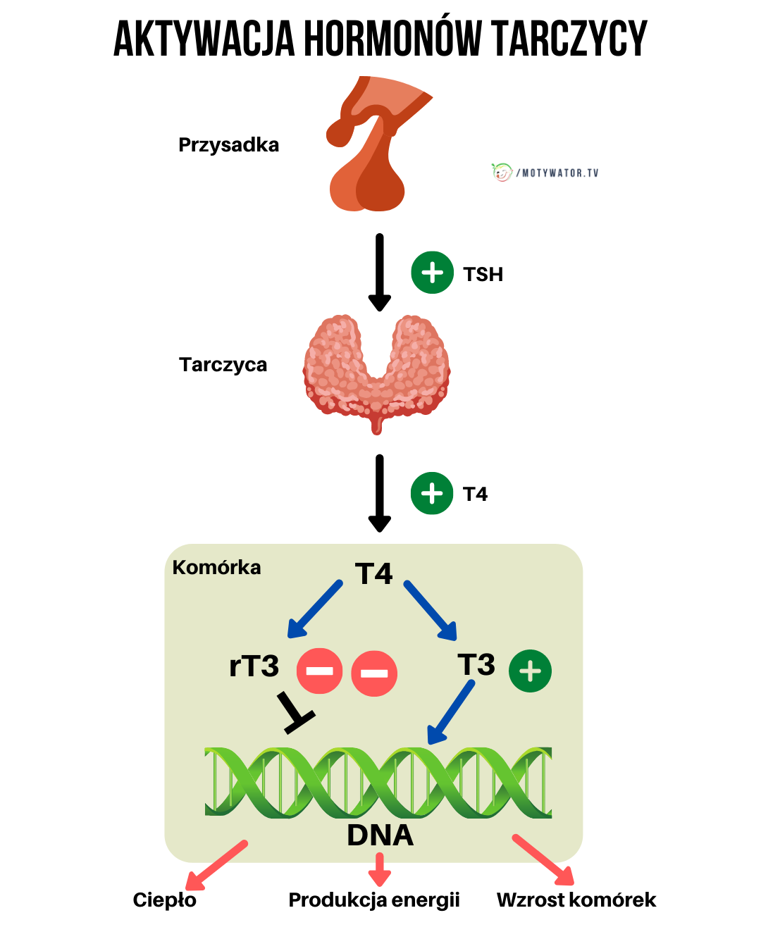 Aktywacja hormonów tarczycy