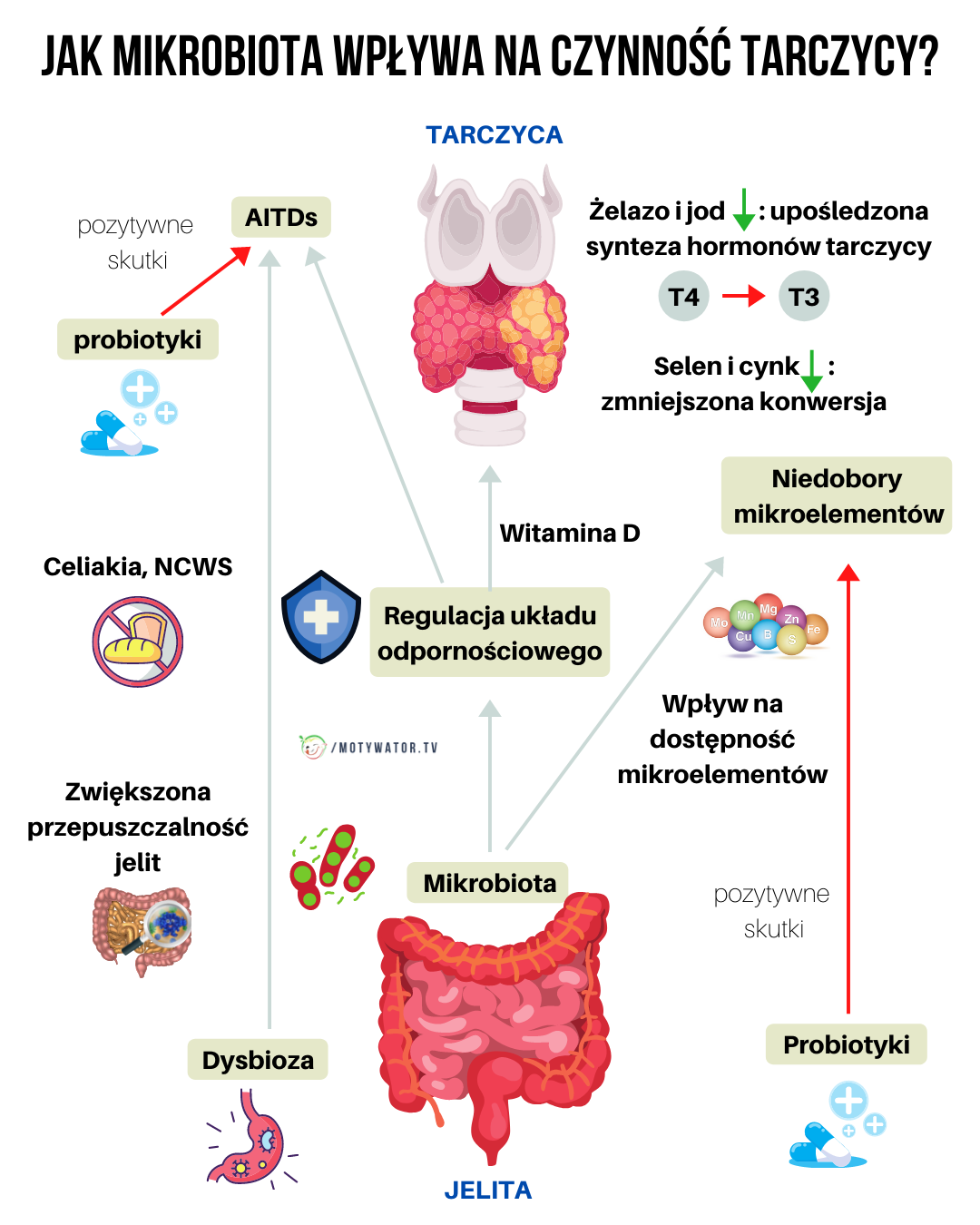 Jak mikrobiota wpływa na czynność tarczycy ?