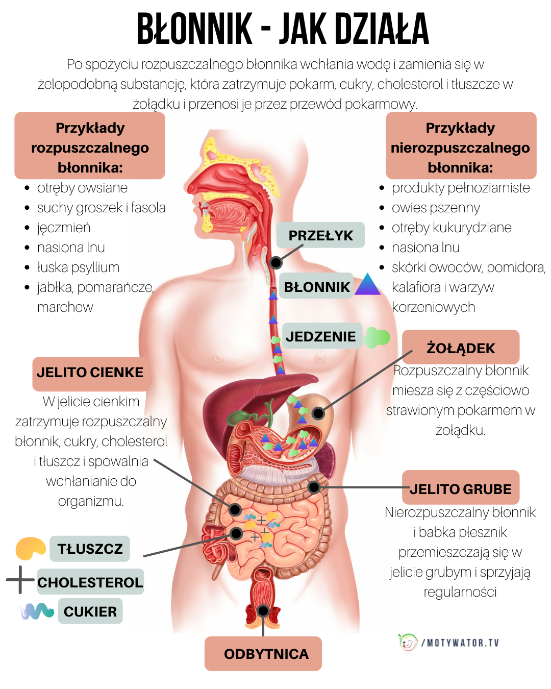 Błonnik - jak działa