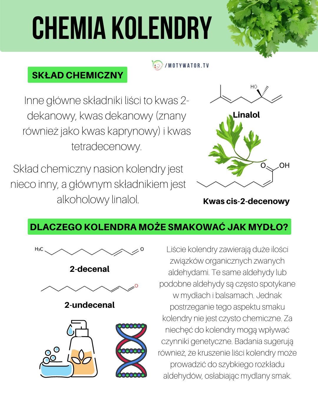 Chemia kolendry - część 2