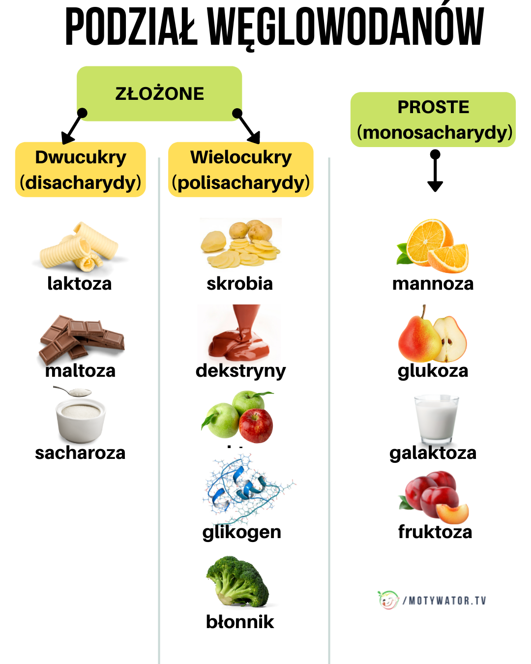 Podział węglowodanów