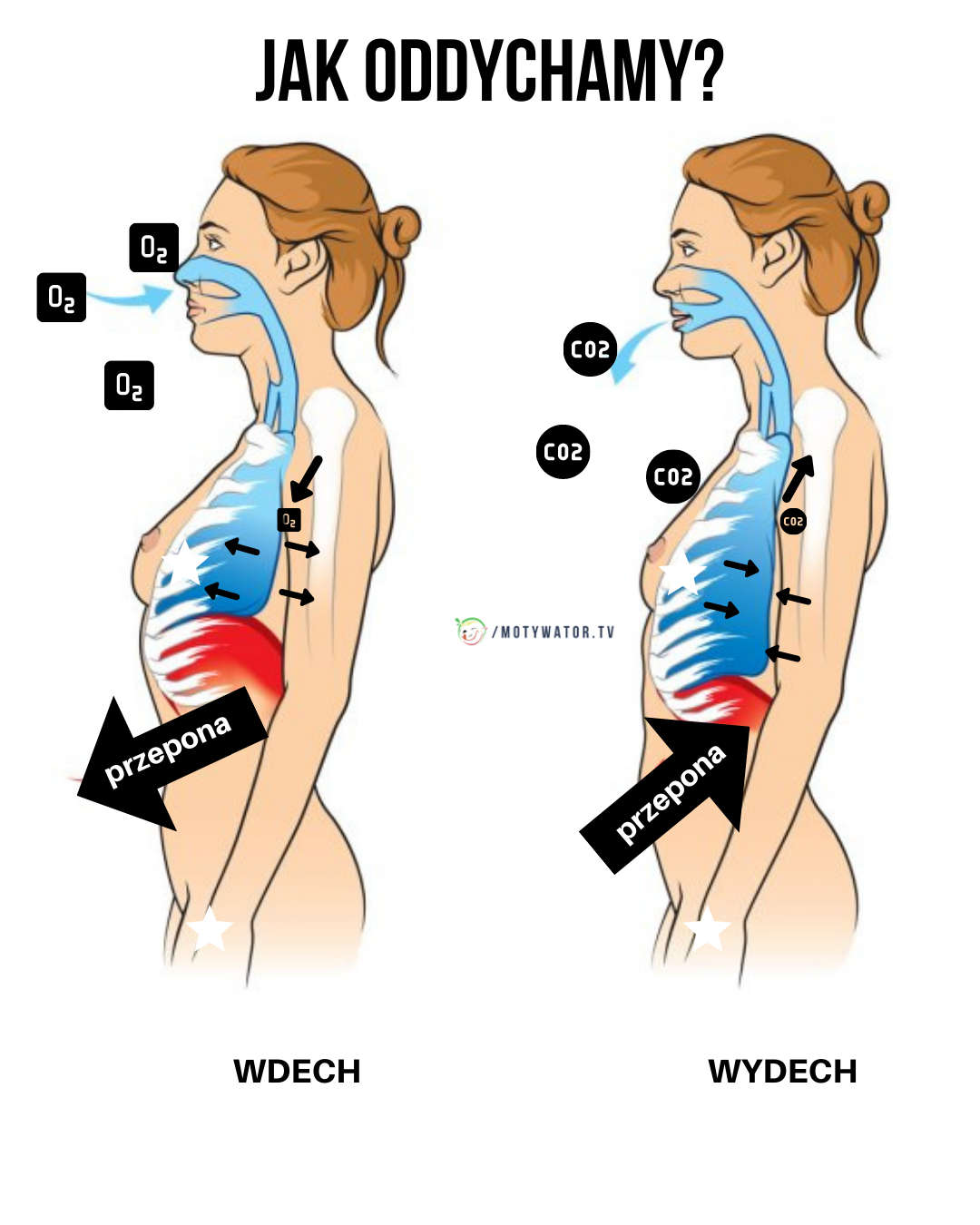 Jak oddychamy ?