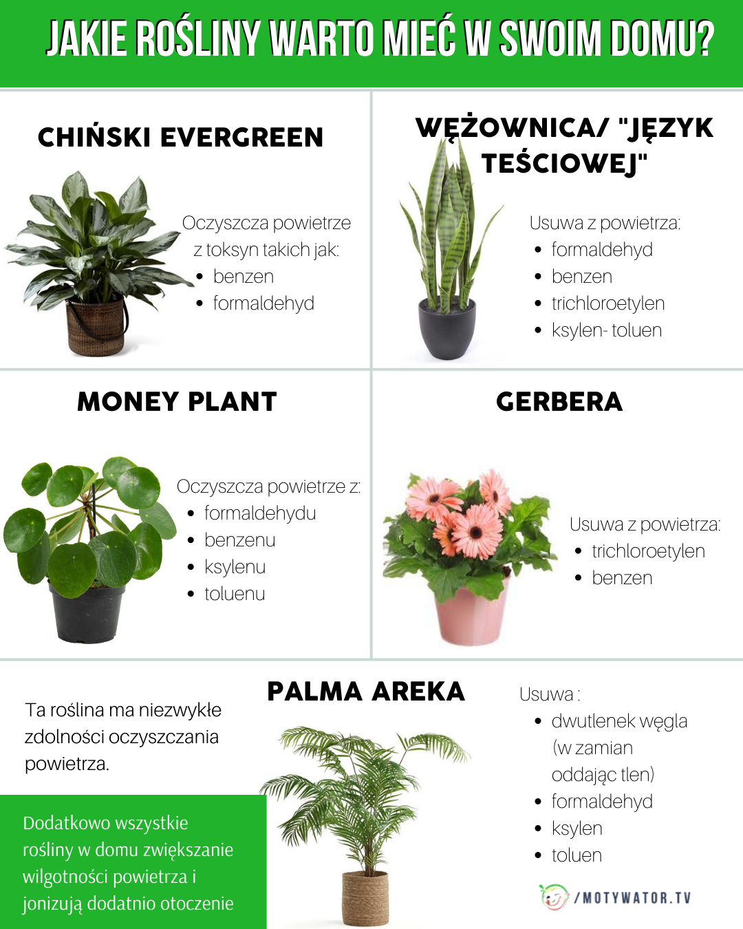 Jakie rośliny warto mieć w swoim domu ?