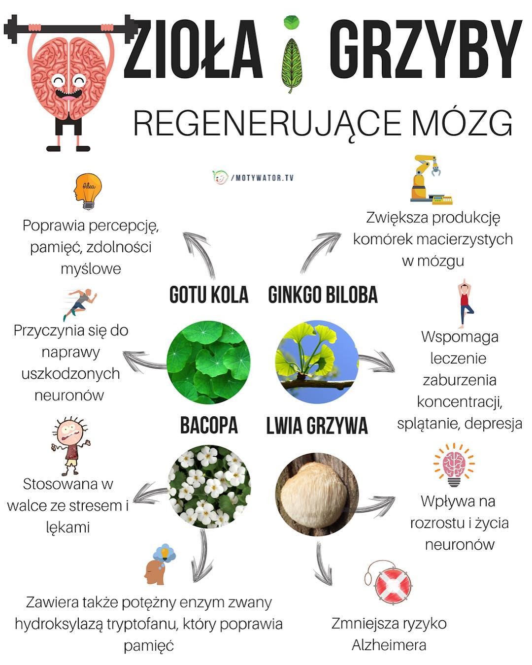 4 potężne zioła regenerujące mózg – wskazówki dla osób z alzheimerem i parkinsonem