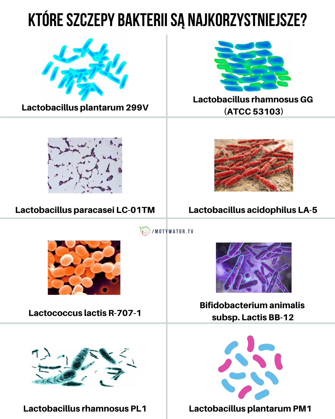 Różnica między probiotykiem a prebiotykiem? Jaką pełnią funkcje?