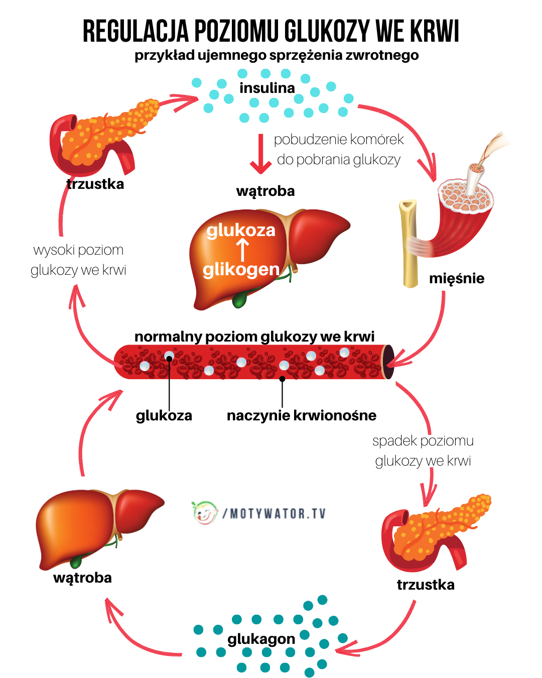 Czy tyjesz z powodu insulinooporności?