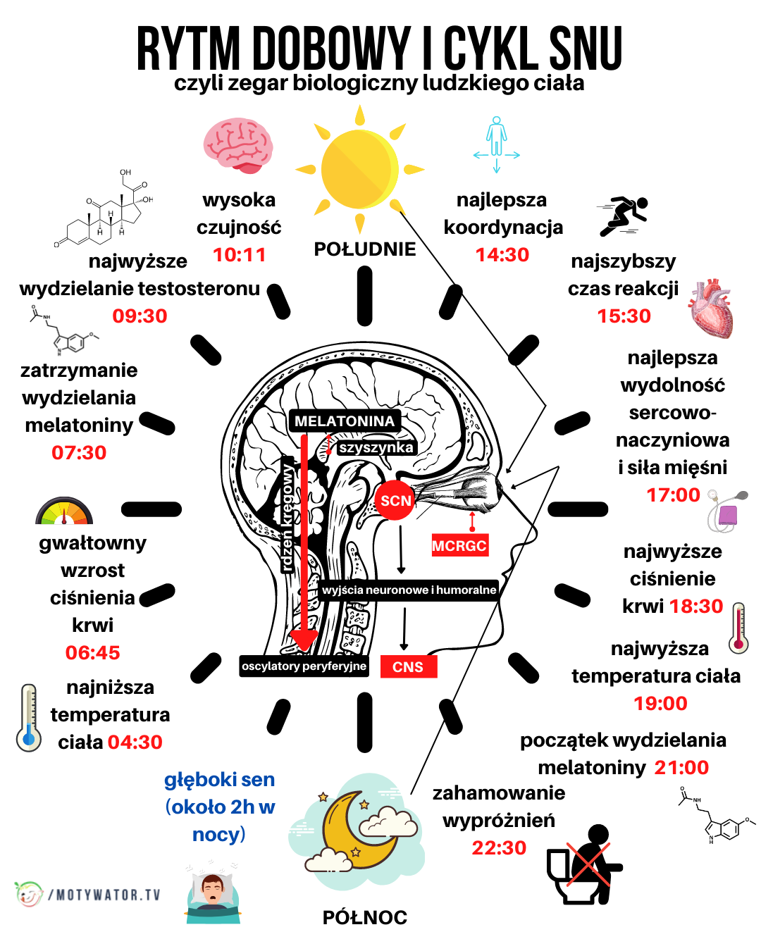 Kiedy twoje ciało działa najlepiej? Czy znasz swój rytm dobowy dnia i nocy?