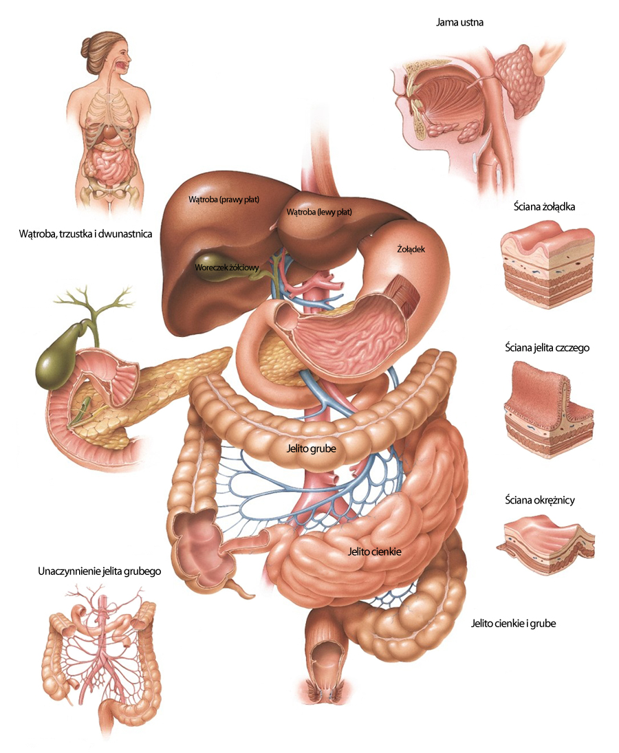 Poznaj zaburzenia układu pokarmowego. Nowe kryteria Rzymskie IV