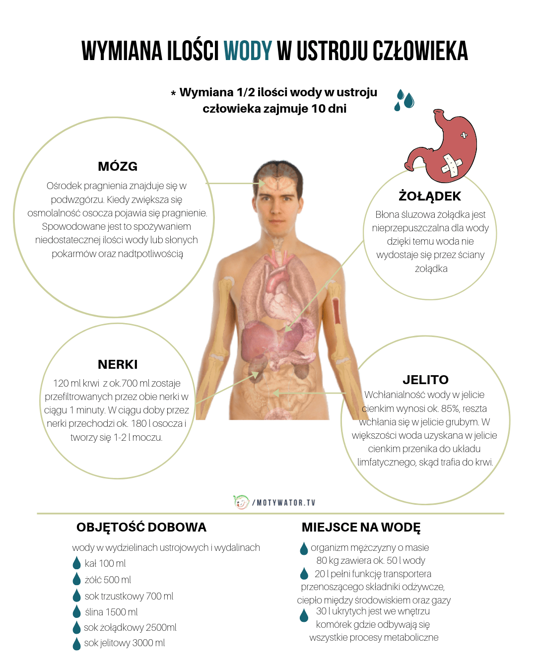 Przewlekłe odwodnienie – kiedy może Ci grozić i czym skutkuje?