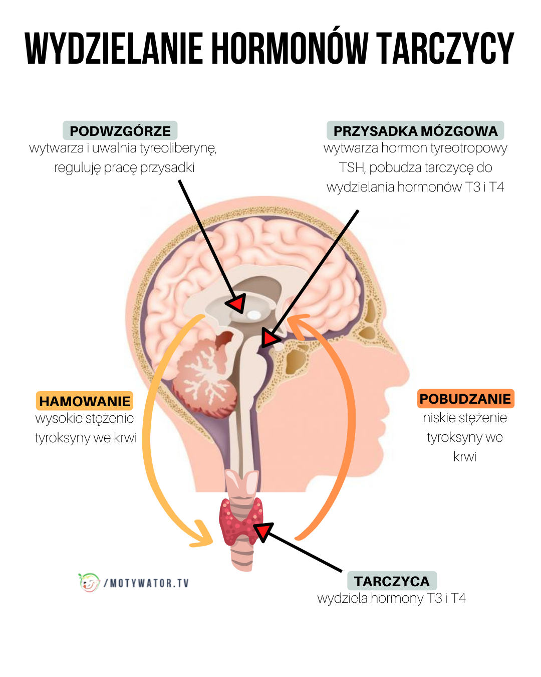 6 oznak wskazujących na to, że tarczyca może nie działać tak, jak powinna. 6 Najczęstszych chorób